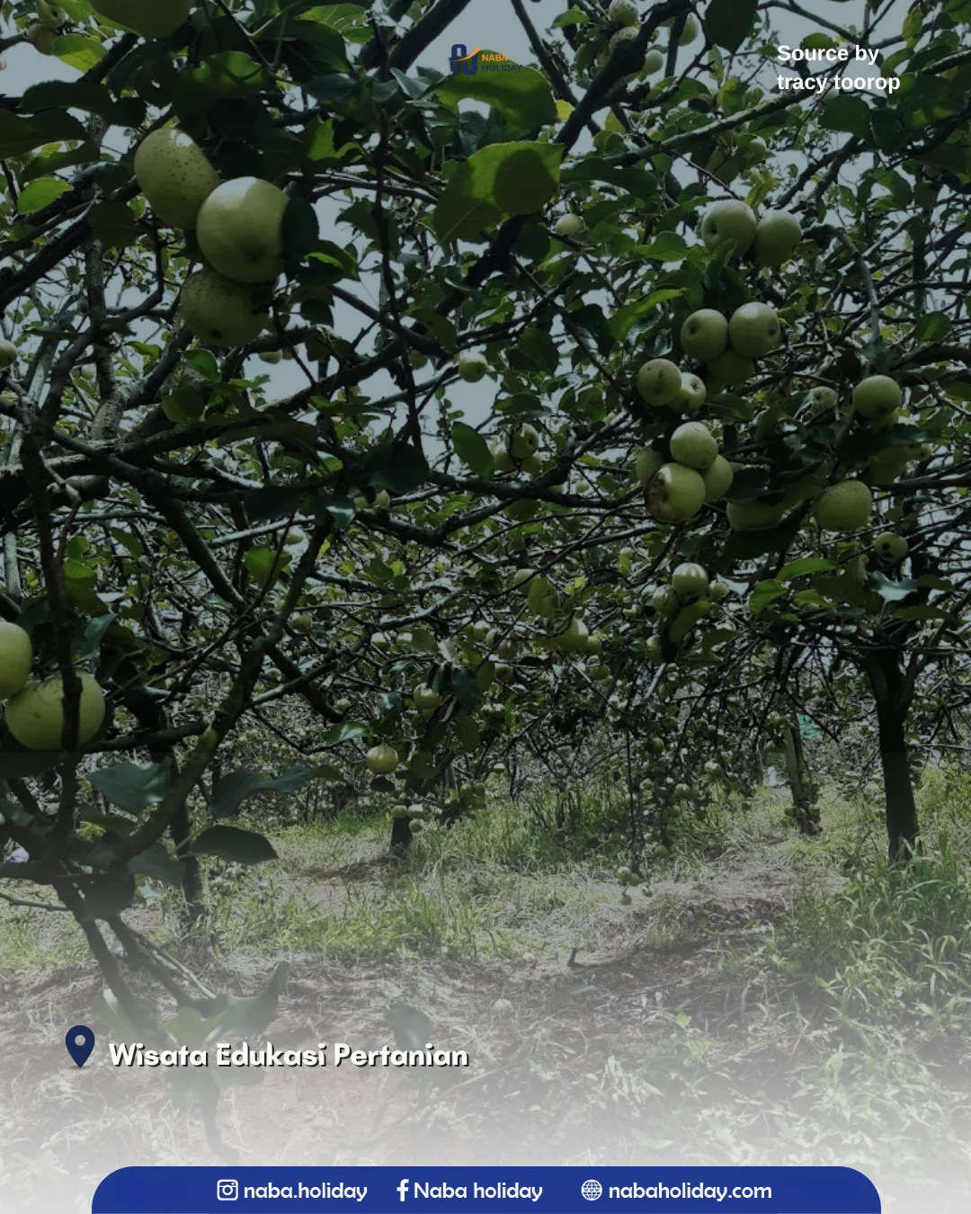 Wisata Edukasi Pertanian Wisata Petik Apel Agro Rakyat