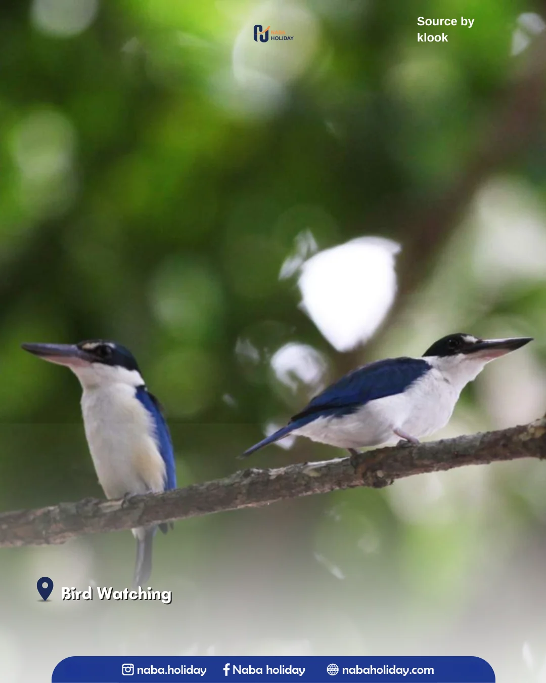 Bird Watching Foto Menarik