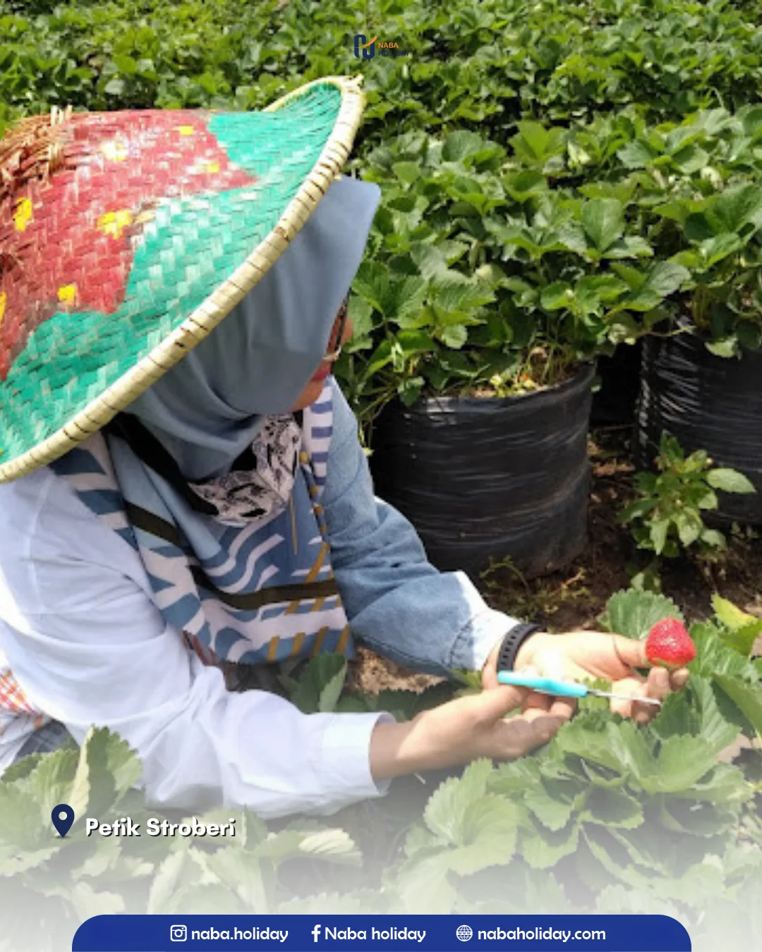 Petik Stroberi wisata petik strawberry batu