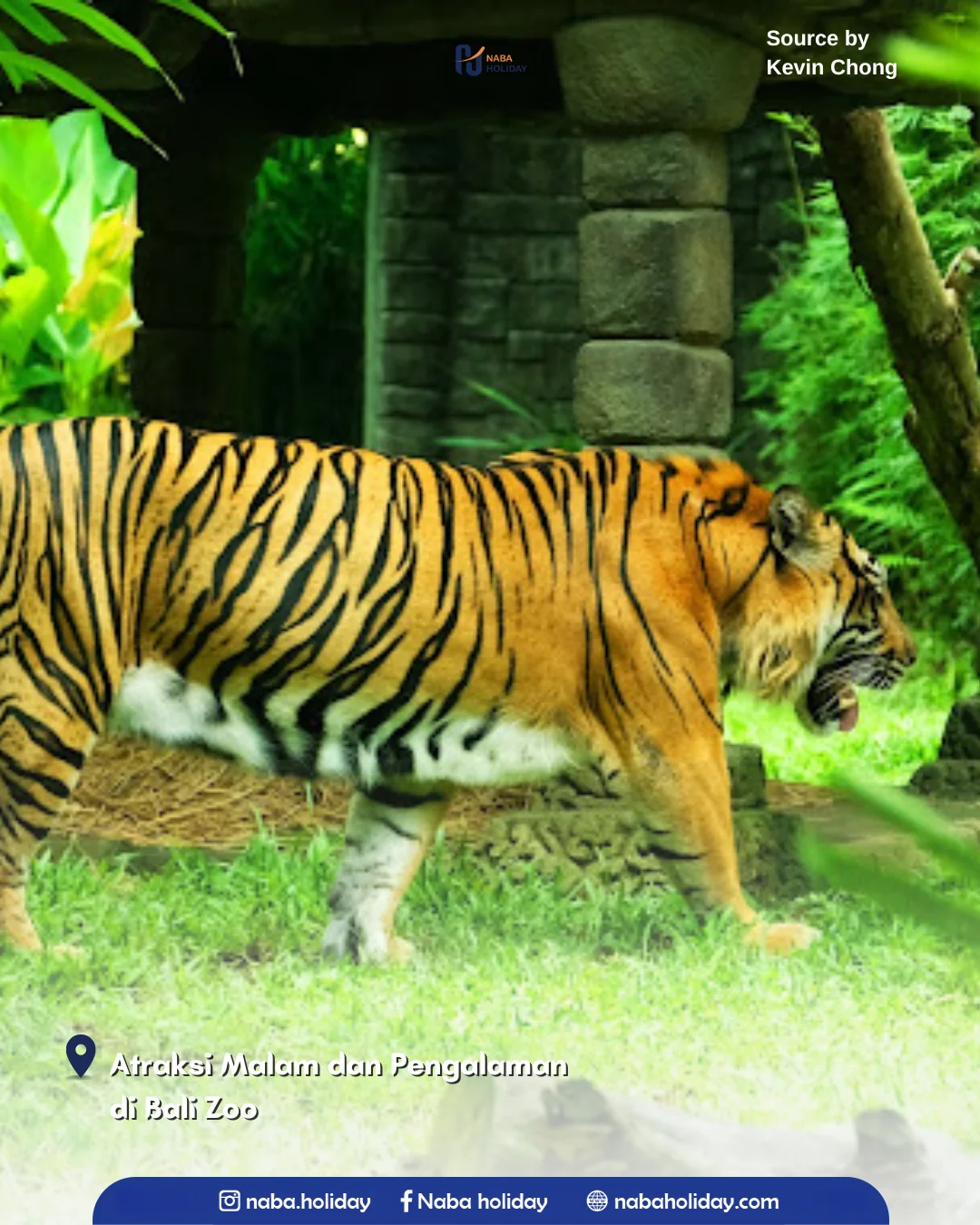 Atraksi Malam dan Pengalaman di Bali Zoo Bali Zoo