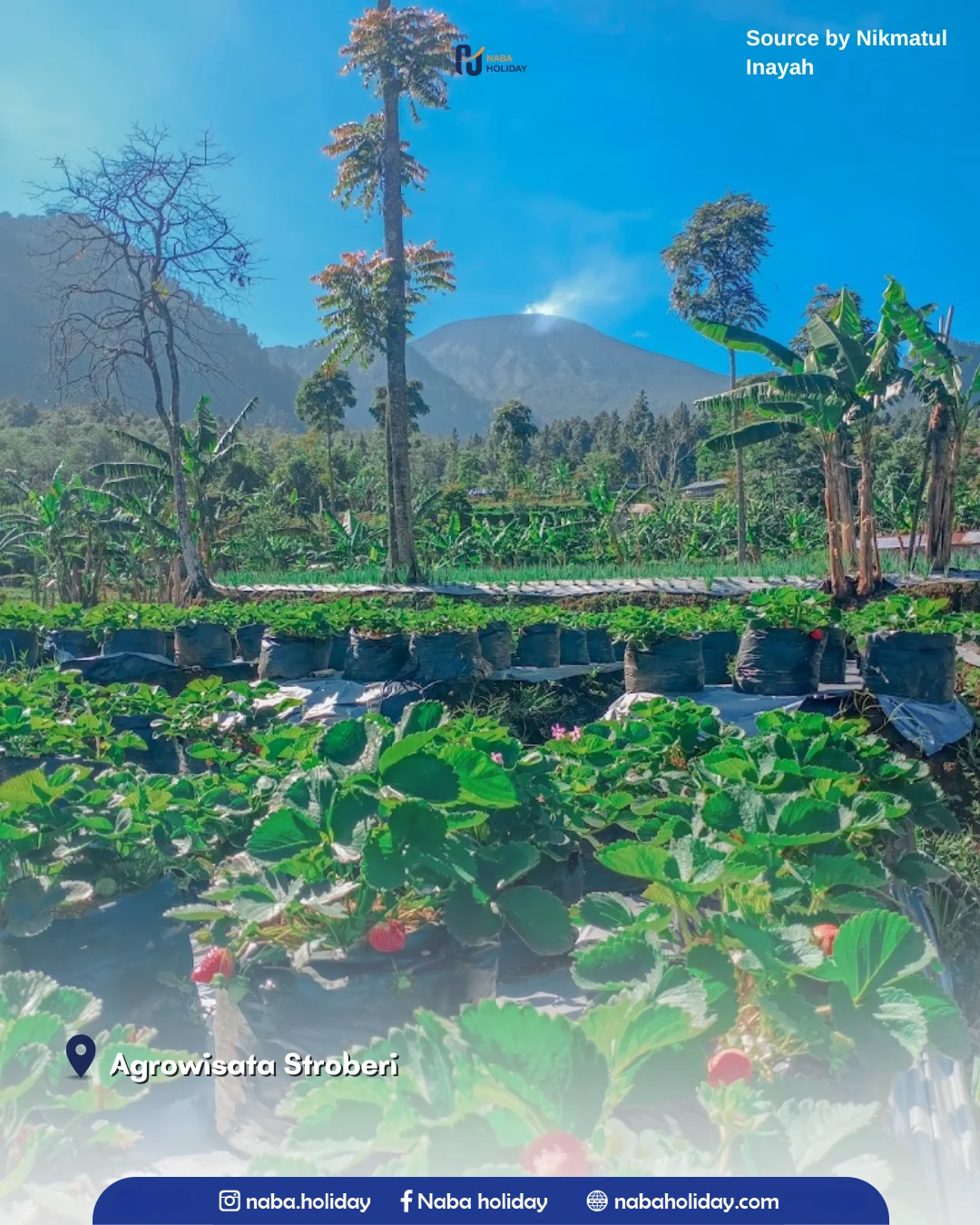 Agrowisata Stroberi