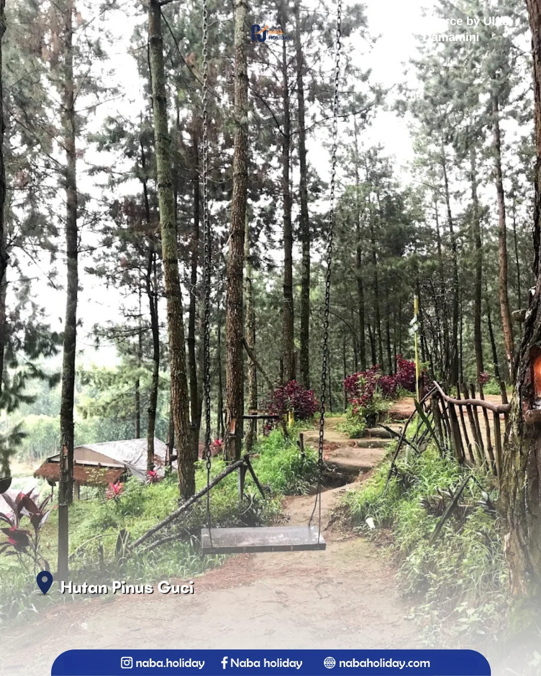 Hutan Pinus Guci